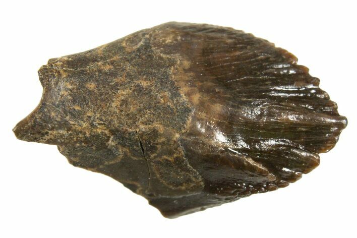 Rare, Unworn Fossil Dinosaur (Leptoceratops) Tooth - Montana #338998